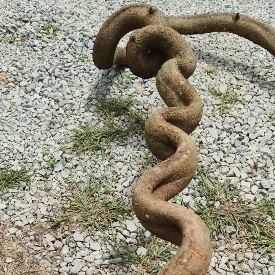 เถาวัลย์ลิง กว้าง5CM ยาว160CM