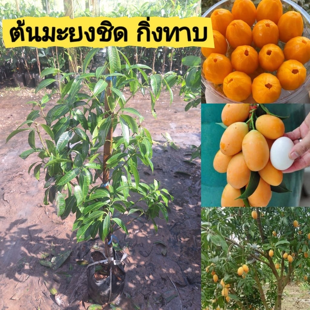 ต้นพันธุ์แท้ มะยงชิดทูลเกล้า ทาบกิ่งแท้ 100% ต้นเตี้ย ดูแลง่าย ได้ผลเร็วน หอมหวานอมเปรี้ยว ปลูกได้ทั้งในกระถางและลงดิน