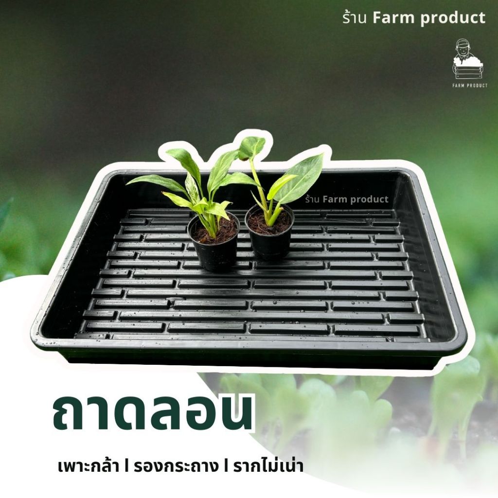 ถาดลอน ถาดรอง ปลูกผัก เพาะเมล็ด-ไมโครกรีน