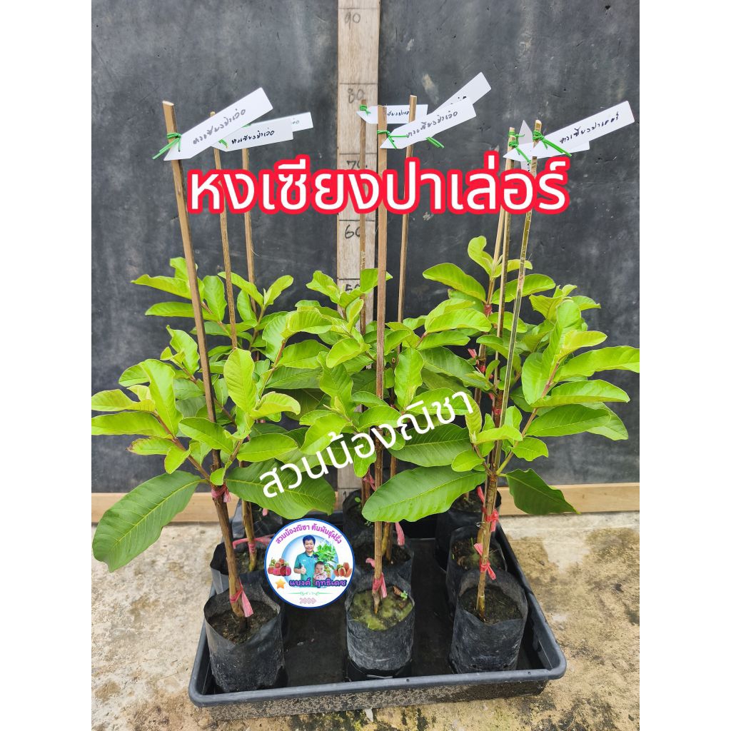 หงเซียงปาเล่อ ฝรั่งไส้แดง สายพันธุ์ใหม่
