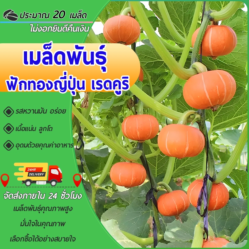 20เมล็ด เมล็ดพันธุ์ ฟักทองญี่ปุ่น เรดคูริ Red Kuri Squash Seed ของแท้ 100%รสหวานมัน