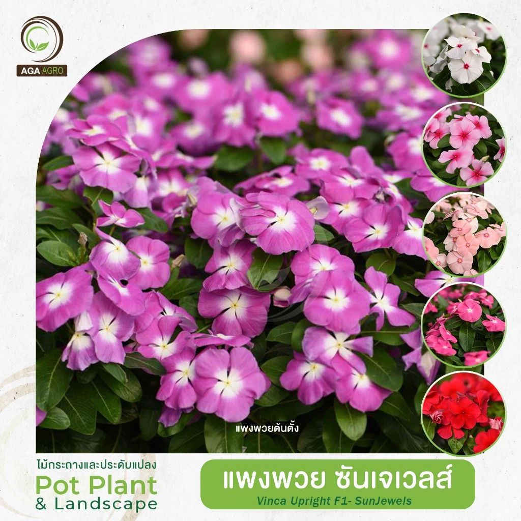 AGA AGRO I แพงพวยต้นตั้ง "ซันเจเวลส์" ดอกดก พุ่มกะทัดรัด-100เมล็ด-Vinca Upright Sun Jewels