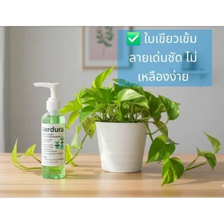 Verdura สารอาหารพืชสูตรเข้มข้น ปุ๋ยน้ำต้นไม้ สำหรับไม้ใบ ไม้อวบน้ำ ไม้สะสม ไฮโดรโปนิกส์