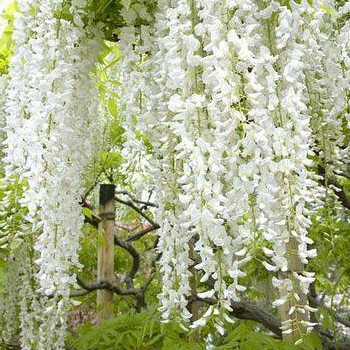 3 เมล็ด วิสทีเรีย Jako สีขาว ดอกไม้ญี่ปุ่น ฟูจิ Wisteria Vine Seeds