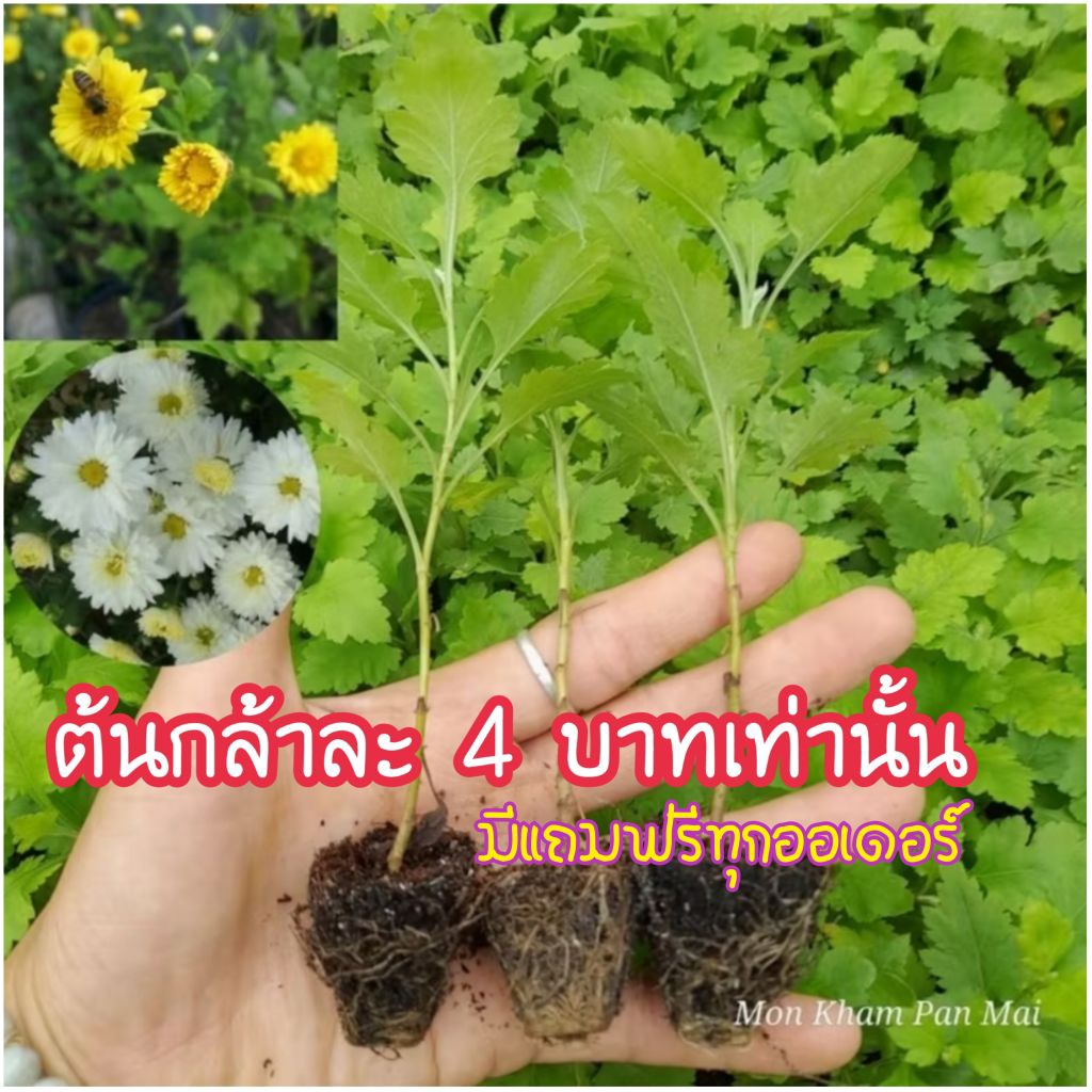🏵ต้นกล้าดอกเก็กฮวย🌼เหลือง🌿ขาว💮