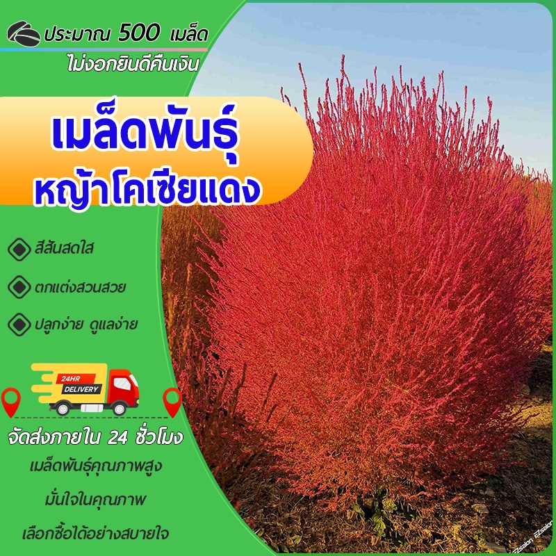 500 เมล็ด เมล็ดพันธุ์หญ้าโคเซียแดง หญ้าโคเซียแดง ถูกที่สุด ตกแต่งสวนสวย ปลูกง่าย ดูแลง่าย