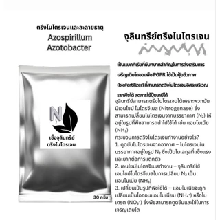 จุลินทรีย์ตรึงไนโตรเจนอิสระNitrogenfixสำหรับใช้ลดปริมาณการใช้ปุ๋ยเคมีเหมาะสำหรับเกษตรผสมผสานและอินทรีย์ล้วน