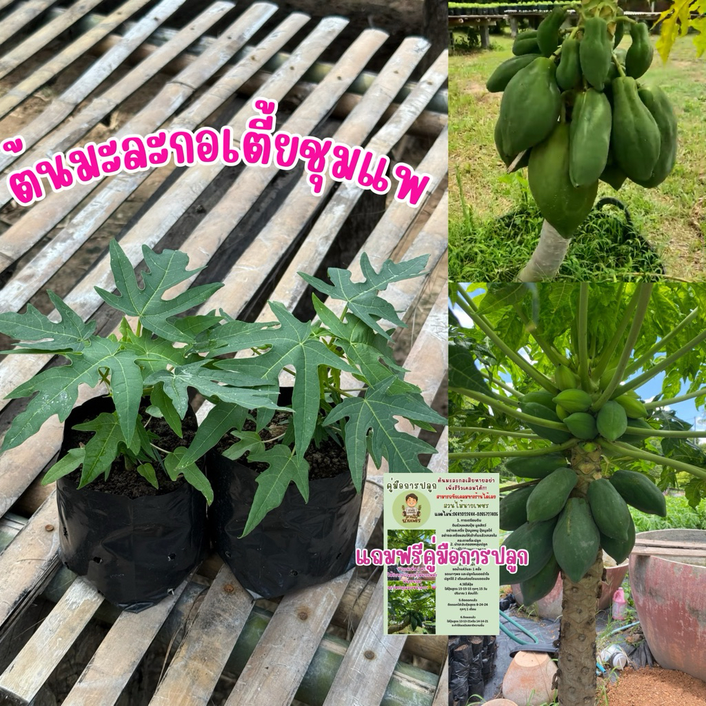 ต้นมะละกอเตี้ยชุมแพ🌶️ ต้นแคร์เตี้ย3สี #แถมฟรีคู่มือการปลูก ชุด3ต้น90บาทถูกมาก ต้นพันธุ์สวยแข็งแรงพร้อมปลูก🥰