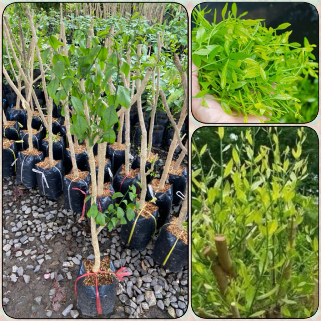 ต้นผักหวานป่า ลำต้นใหญ่ แตกยอดเร็ว กิ่งตอน (สูง 70-100cm) สรรพคุณเด็ด รากแน่น พร้อมปลูก