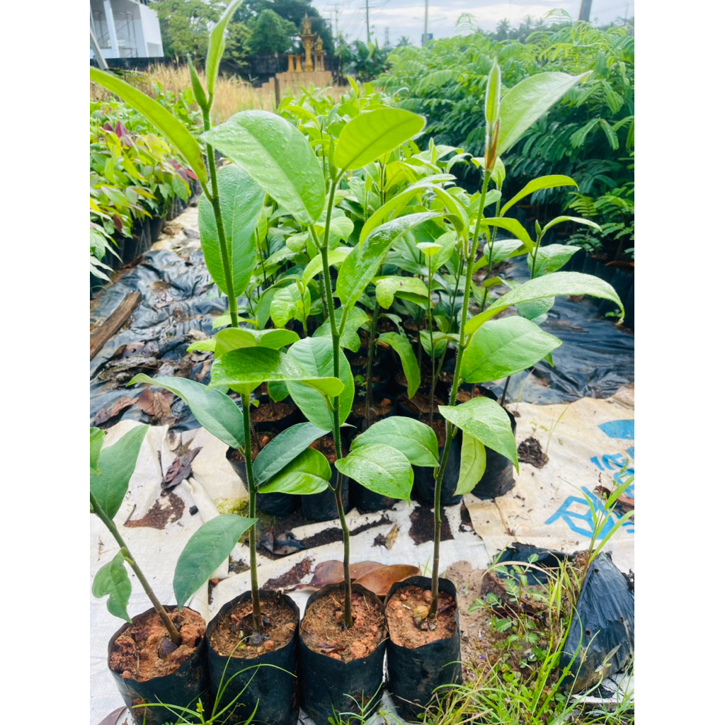 ต้นจำปาดะ เพาะเมล็ด🌳🫒