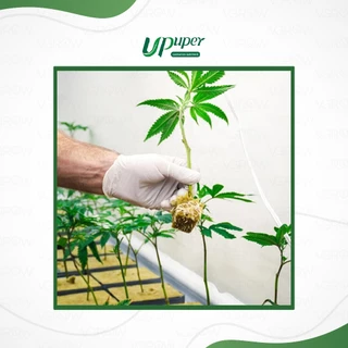 UPuper Rockwool Cubes ร็อควูลก้อน ขนาด4x4cm วัสดุเพาะชำ วัสดุใยหินปลูกต้นไม้ ใยหินปลูกต้นไม้ก้อนเล็ก
