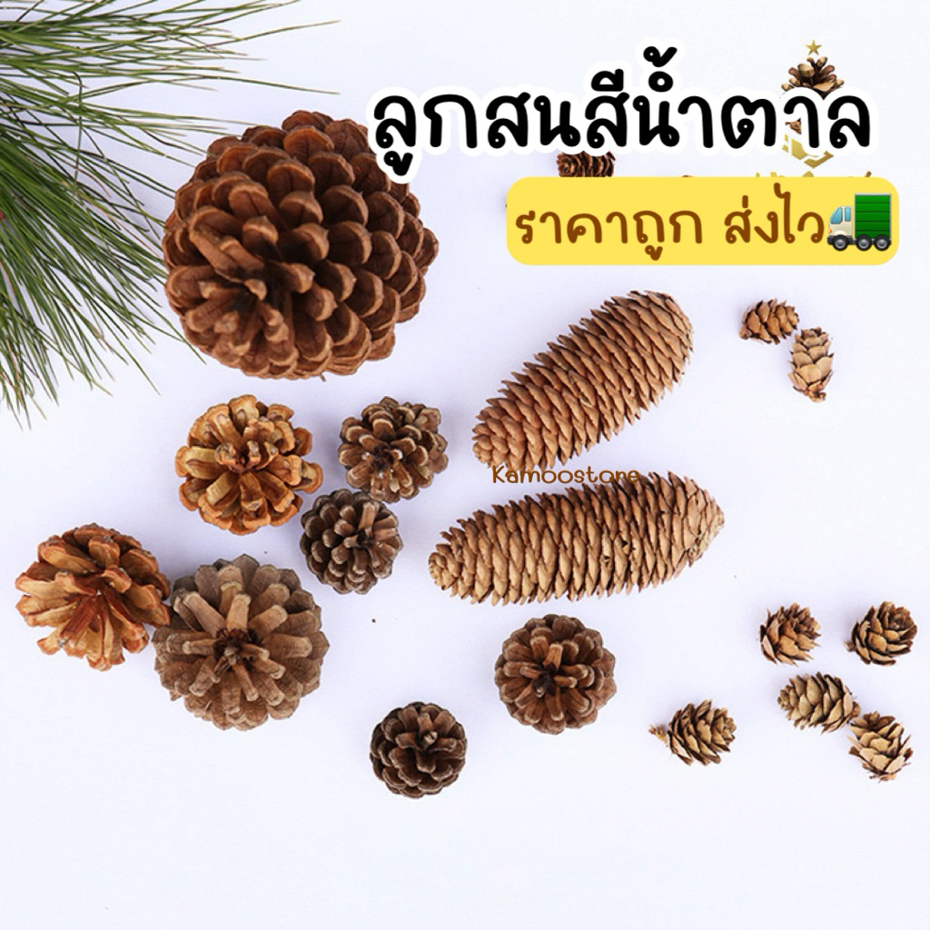 ส่งไว🛵 ลูกสน ลูกสนธรรมชาติ พร๊อพตกแต่ง สนสีน้ำตาล สนอโรม่า ลูกสนคริสมาสต์ christmas