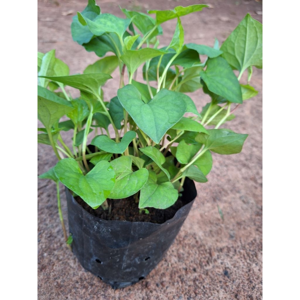 ต้นพลูคาว ต้นคาวตอง ทั้งต้นมีสรรพคุณทางยา รับประทานเป็นผักสดได้รสชาติอร่อย