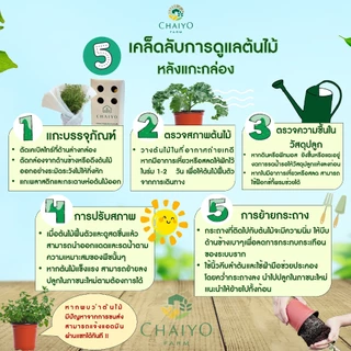 ต้นออริกาโน ออร์แกนิค Organic Oregano กระถาง 4 นิ้ว และ 6 นิ้ว
