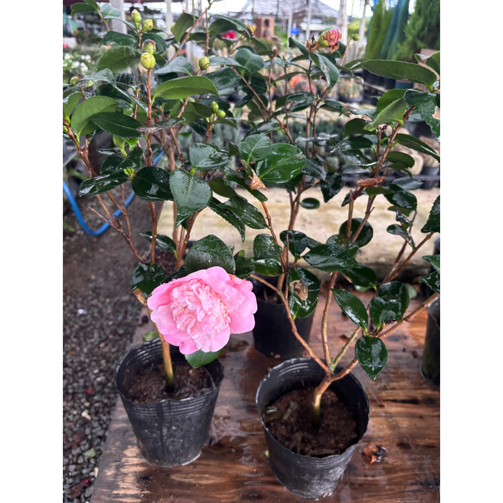 รอบ18/3/26ติดดอกคามิเลีย”สีชมพูหลายชั้น 🌸กลิ่นหอม✅ ขนาดต้น 50-60cm พุ่มติดดอก