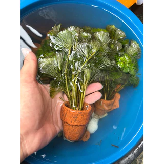 สาหร่ายบัว สาหร่ายบาคอมบ้า สาหร่ายหางกระรอก พร้อมกระถาง (7แถม1)ช่วยให้ร่มเงา เป็นอาหารให้ปลากิน เป็นที่หล่มภัยปลา