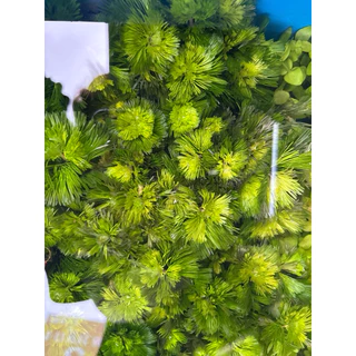สาหร่ายบัว สาหร่ายบาคอมบ้า สาหร่ายหางกระรอก พร้อมกระถาง (7แถม1)ช่วยให้ร่มเงา เป็นอาหารให้ปลากิน เป็นที่หล่มภัยปลา
