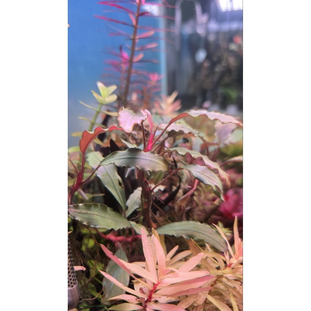 Bucephalandra Metallic Blue ใบน้ำ