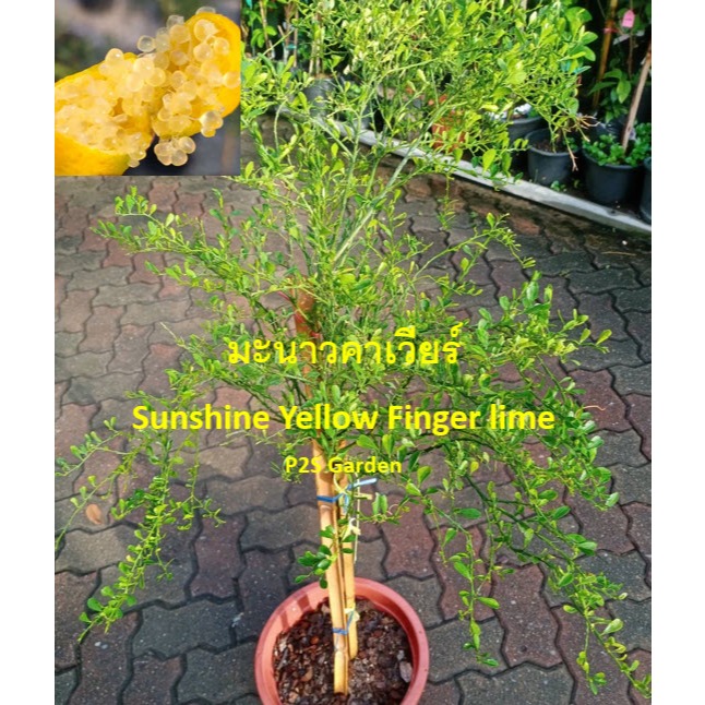 ต้นมะนาวคาเวียร์ Sunshine Yellow มะนาวนิ้ว Finger lime ไซส์กลาง-ใหญ่