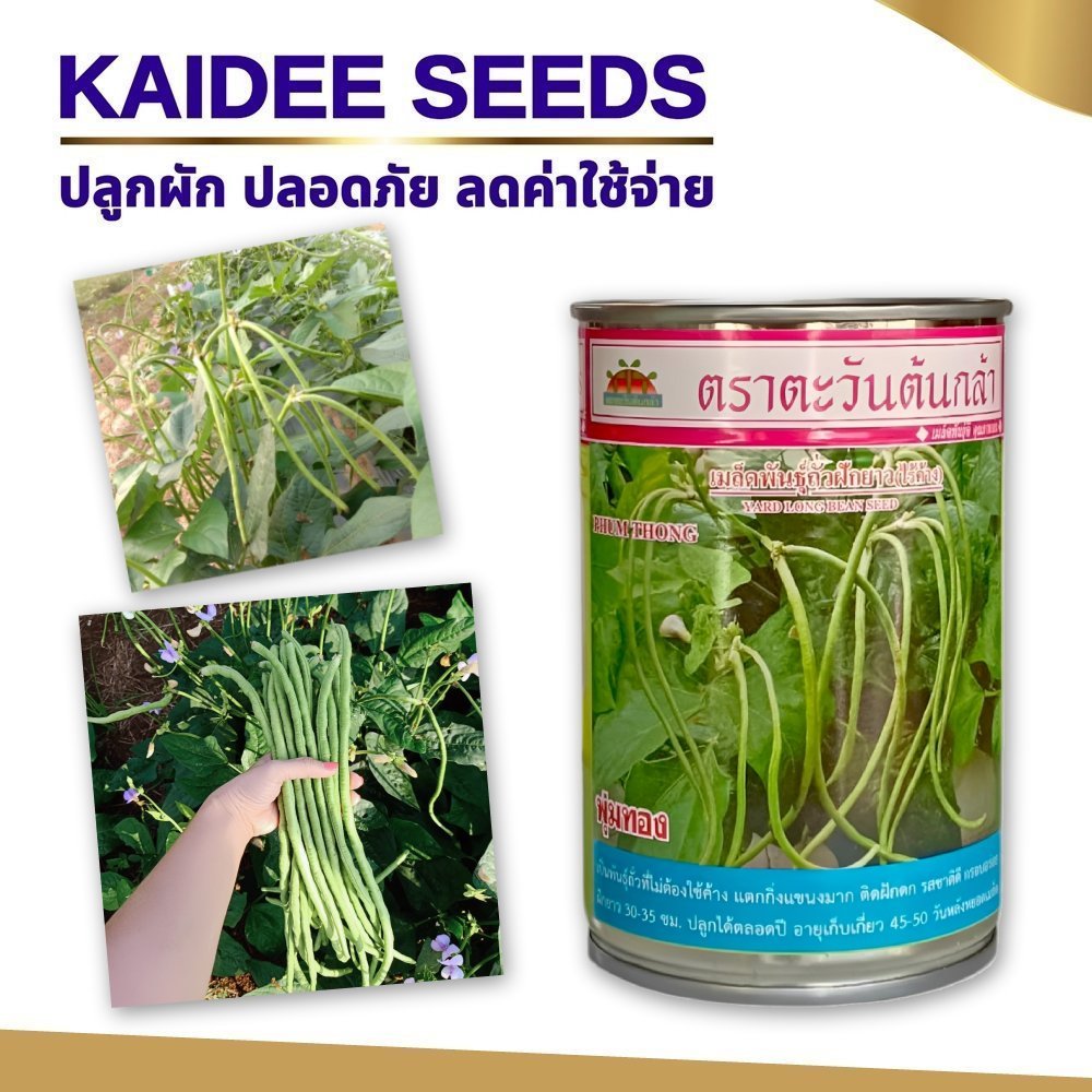 เมล็ดถั่วฝักยาวไร้ค้าง พุ่มทอง ตราตะวันต้นกล้า ขนาด100กรัม เมล็ดถั่วพุ่ม เมล็ดผัก เมล็ดถั่วฝักยาว