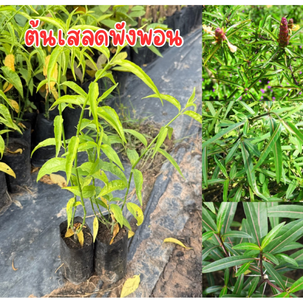 ต้นเสลดพังพอน สูง20เซน พร้อมส่งครับ