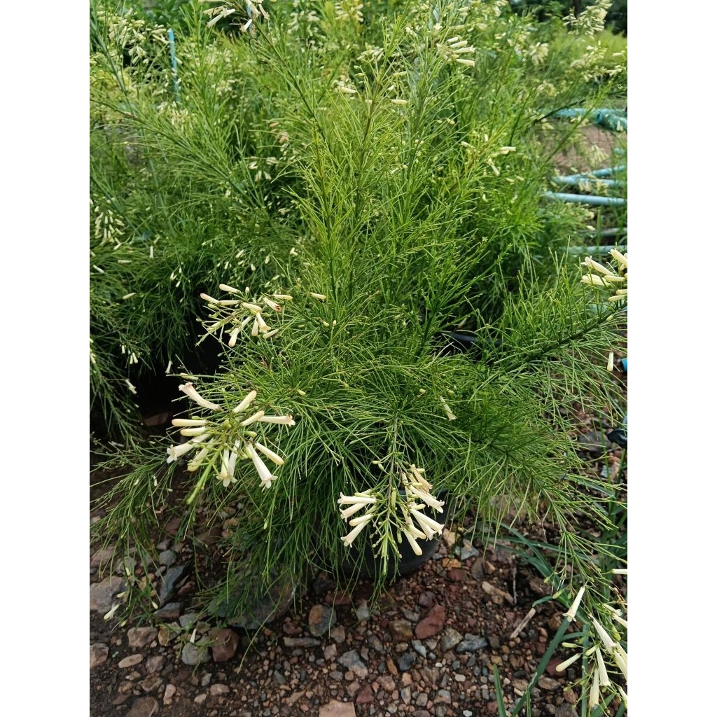 ประทัดจีนสีขาว กระถาง 11 นิ้ว  ต้นสวยและแข็งแรง (กทม)