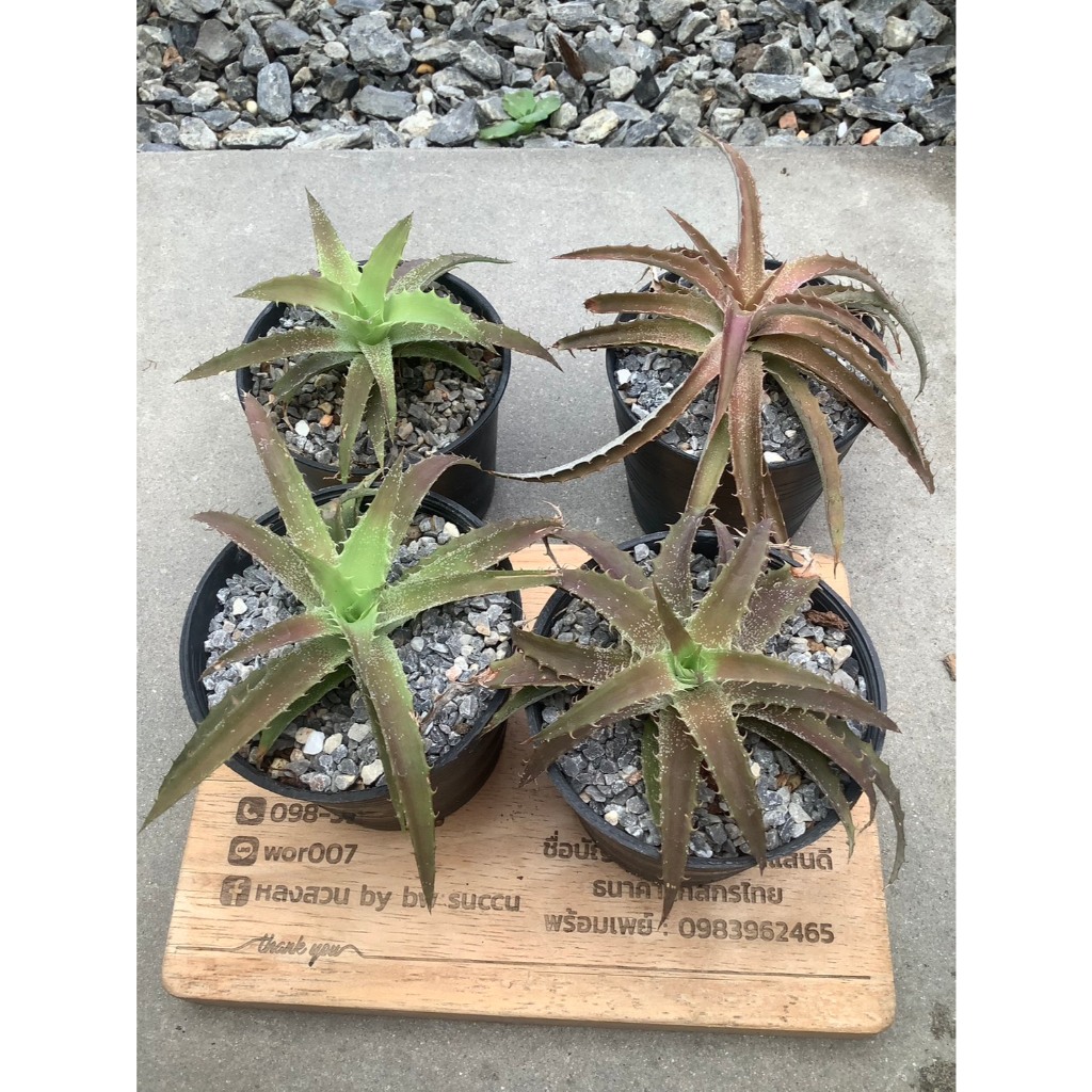 สับปะรดสีแคระ Dyckia From