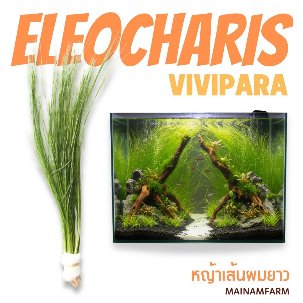 หญ้าเส้นผมยาว ไม้หลังตู้ ไม่ต้องการ co2 - Long Hair Grass  / Eleocharis vivipara ต้นไม้น้ำ