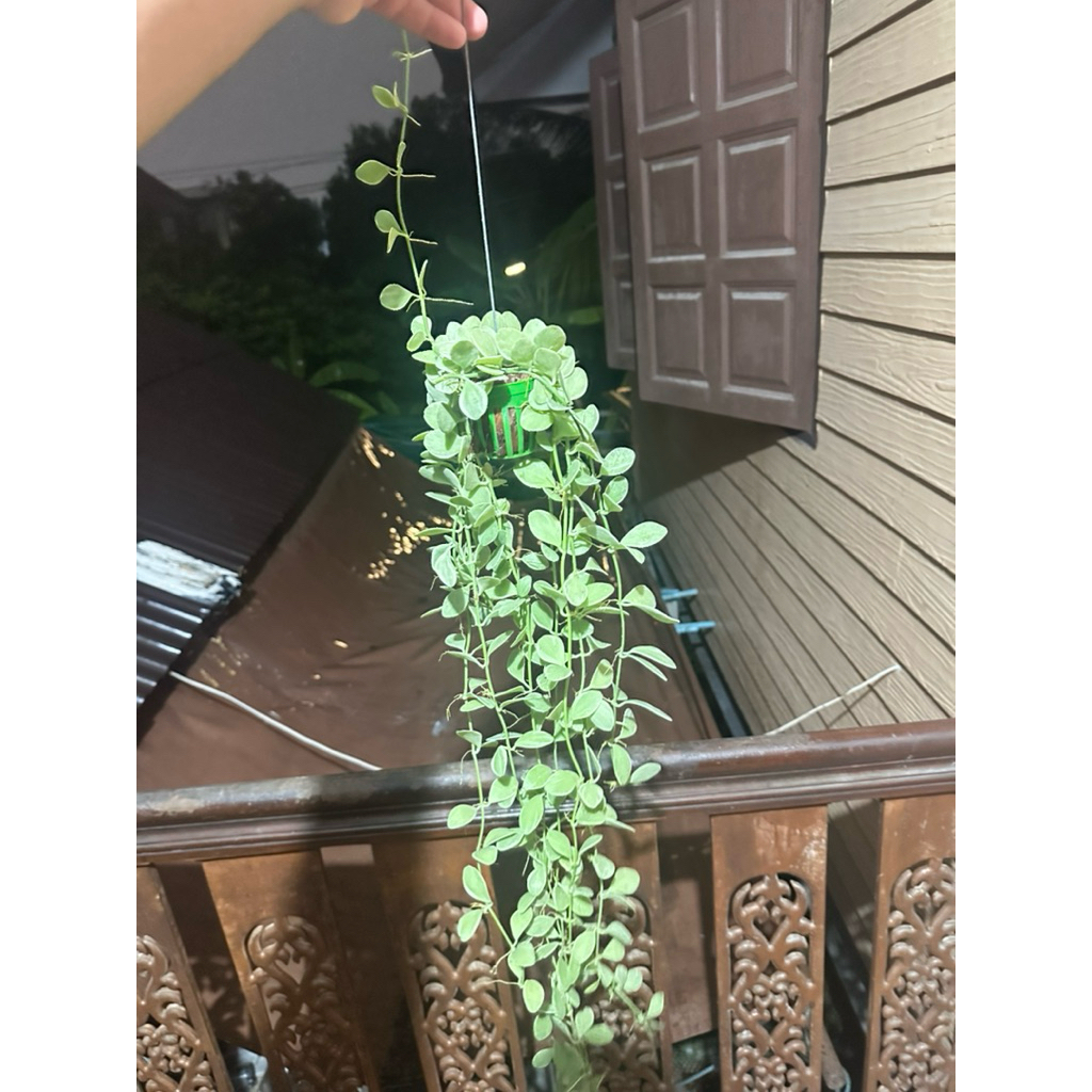 เดฟด่างตะกร้าแบบยาว🌿☘️☘️☘️☘️☘️☘️🌿🌿🌿🌸🌸🌸🌿☘️🌿☘️🌿🌸🌿🌿☘️🌿