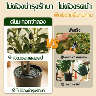 【สั่งแล้วฟรีกระถางดอกไม้】ต้นโอลีฟ ต้นมะกอกปลอม 120/150/180cm สไตล์นอร์ดิกอิน ลำต้นสีน้ำตาลเหมือนของจริง ต้นไม้ปลอมใหญ่
