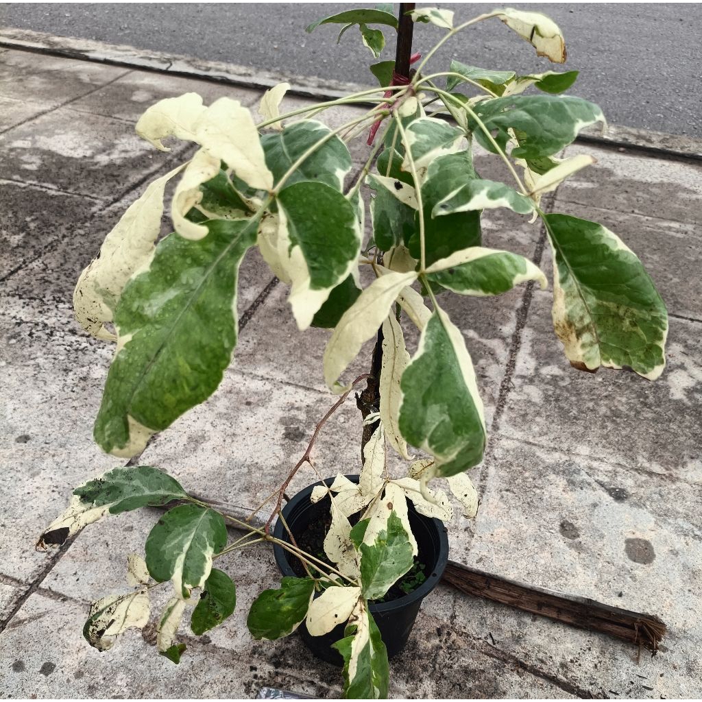 มะตูมด่าง(Bael fruit Variegated)