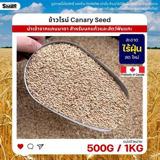 ข้าวไรย์ Canada Canary Seed อาหารนกแก้ว และสัตว์พันแทะ ข้าวไรน์ บำรุงขน (แบ่งขาย 500G / 1KG)