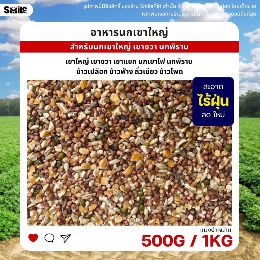 อาหารนกเขาใหญ่ เขาชวา เขาแขก นกพิราบ สะอาด ร่อนฝุ่นทุกถุง (แบ่งขาย 500G / 1KG)