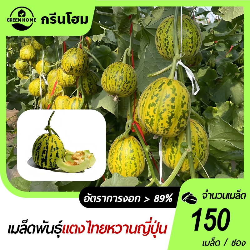150เมล็ด เมล็ดพันธุ์แตงไทยญี่ปุ่น เมล็ดแตงไทยญี่ปุ่นคัดพิเศษ หอมหวานปลูกง่าย อัตราการงอกสูง
