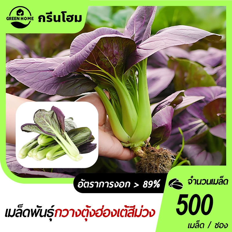 500 เมล็ด เมล็ดพันธุ์กวางตุ้งฮ่องเต้สีม่วง เมล็ดกวางตุ้งฮ่องเต้ม่วง ผักสลัด ปลูกง่าย ผลผลิตสูง