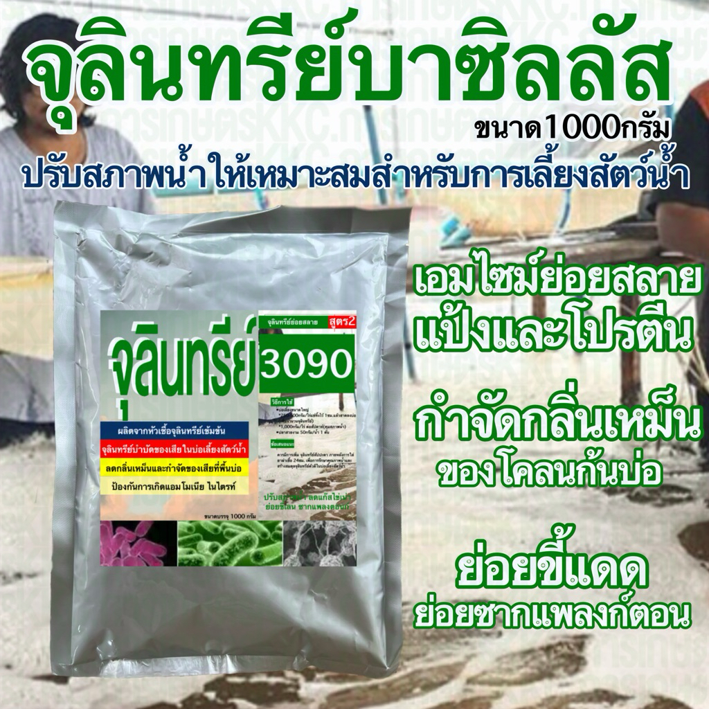 จุลินทรีย์บาซิลลัส3090 บำบัดน้ำเสียในบ่อเลี้ยงสัตว์น้ำ ย่อยของเสีย ควบคุม pH