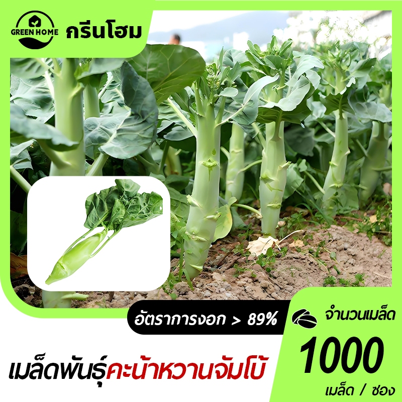 คะน้าหวานจัมโบ้ เมล็ดพันธุ์คะน้าเห็ดหอม 1000 เมล็ด ก้านยักษ์ อวบจริง ปลูกง่ายทานอร่อย