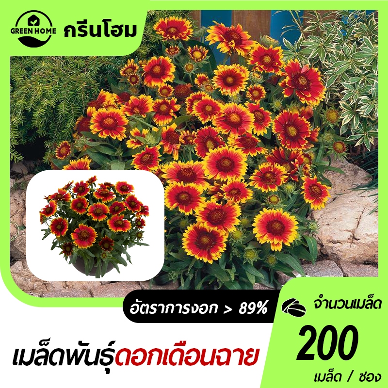 ดอกเดือนฉาย คละสี🎯เมล็ดพันธุ์ดอกเดือนฉาย200 เมล็ด🌱งอกง่าย โตไว☘️พุ่มใหญ่🎈ทนร้อน🍀ทนแล้ง