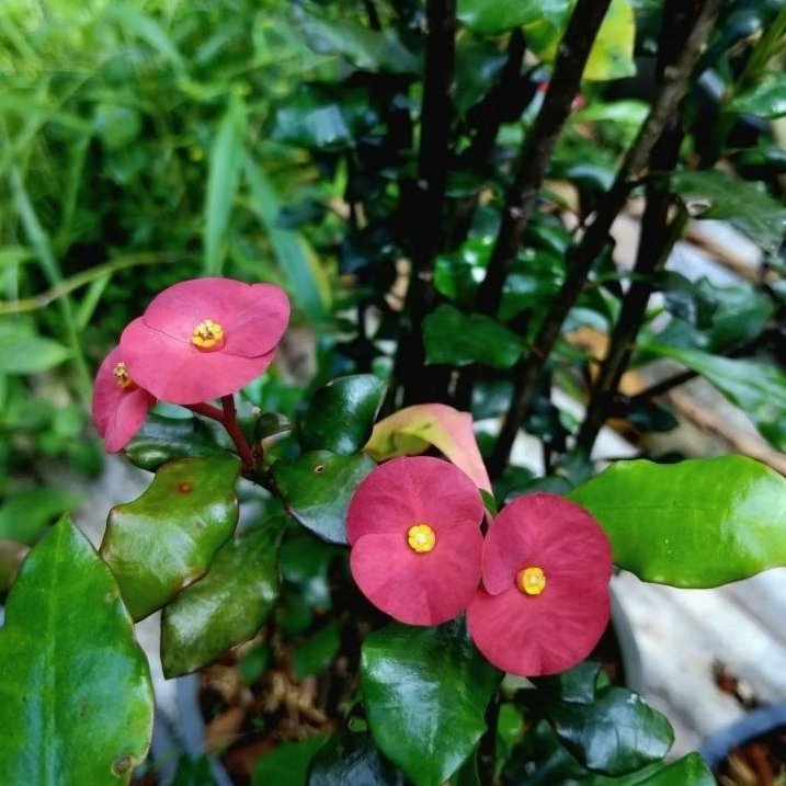 ต้นโป๊ยเซียนไร้หนาม Euphorbia geroldii Rauh ดอกสีแดงกระถาง4นิ้ว