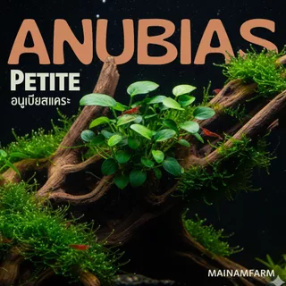 อนูเบียสแคระ 'ไลท์' (พริตตี้) ใบสีเขียวอ่อน - ANUBIAS NANA PETITE 'LIGHT' ต้นไม้น้ำ