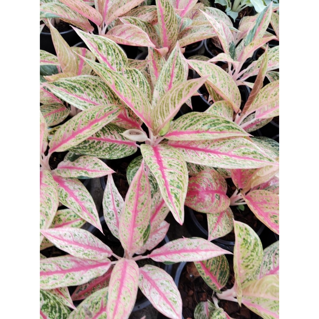 อโกลนีมา เลกาซี่ Aglaonema Legacy