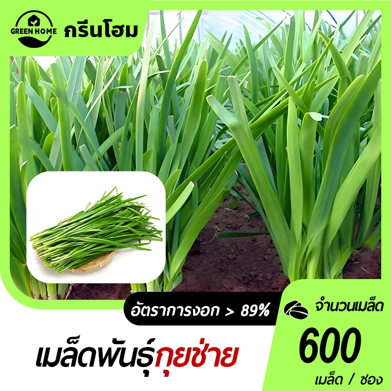 กุยช่ายจีน🎯เมล็ดกุยช่าย 600 เมล็ด🍀ก้านสีขาว📌งอกง่าย🌺 พุ่มใหญ่ 👍ทานอร่อย