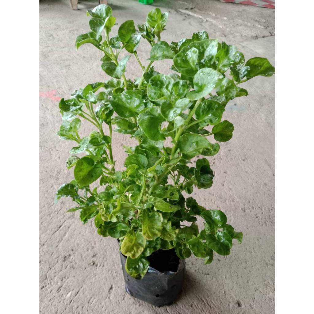 ต้นพันธุ์ วอเตอร์เครส สีเขียว  29 บาท   watercress สลัด ต้นวอเตอร์เครส เขียว
