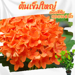 ต้นเข็มดอกใหญ่ ดอกสีส้มโอรส กระถาง 6 นิ้ว(ขั้ต่ำ 2 ต้น)(ส่งพร้อมกระถาง)
