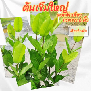 ต้นเข็มใหญ่ เข็มดอกใหญ่ สีเหลือง เข็มเหลืองใบใหญ่ ขนาดกระถาง 6 นิ้ว