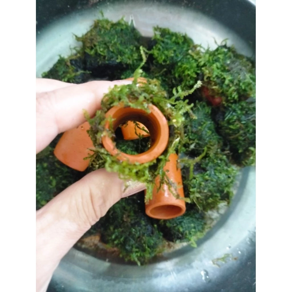 บ้านปลาซัคเกอร์ บ้านกุ้ง บ้านหอย บ้านปลา thumbnail 4