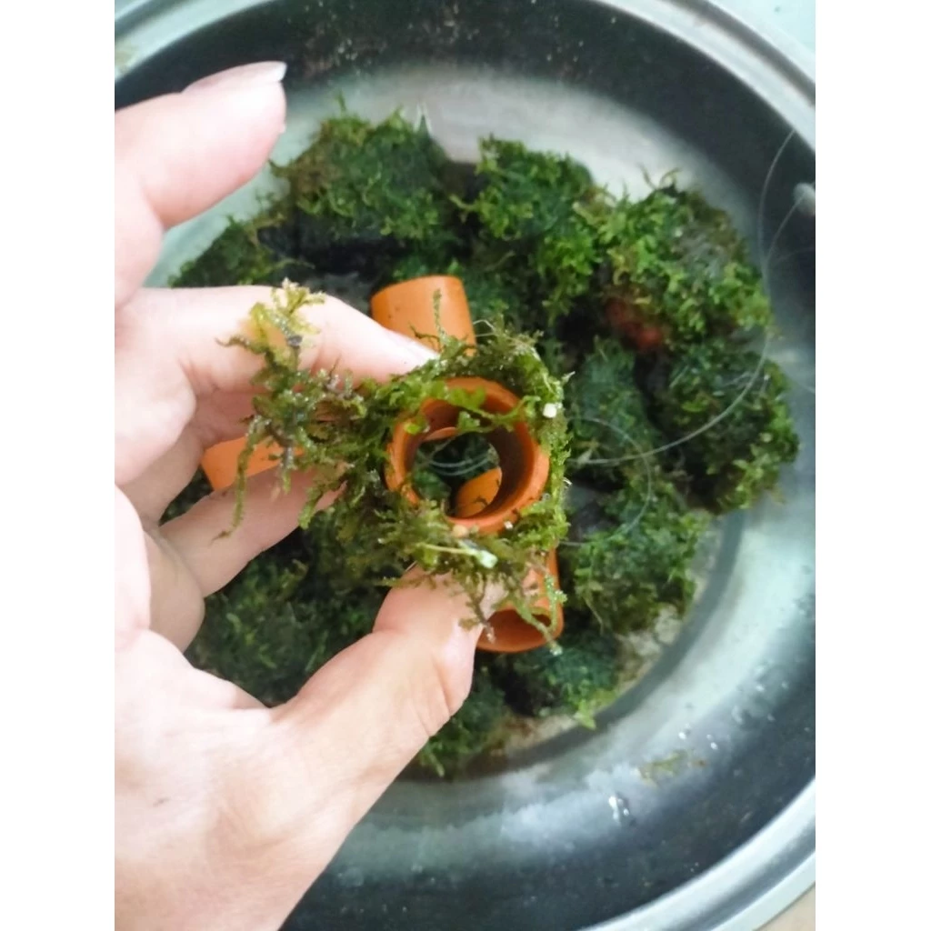 บ้านปลาซัคเกอร์ บ้านกุ้ง บ้านหอย บ้านปลา thumbnail 3