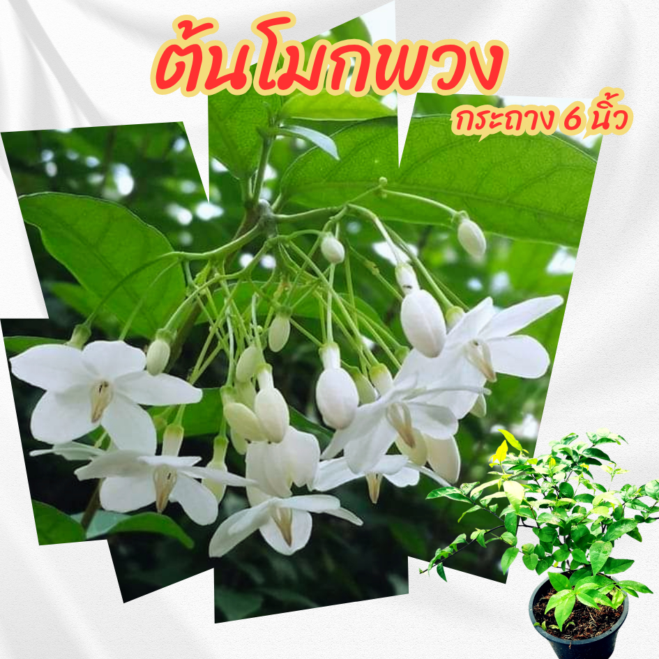ต้นโมกพวง กระถาง 6 นิ้ว(ส่งพร้อมกระถาง)