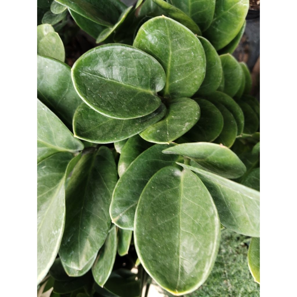กวักมรกตใบกลม Zamioculcas zamiifolia หรือ Zanzibar Gem