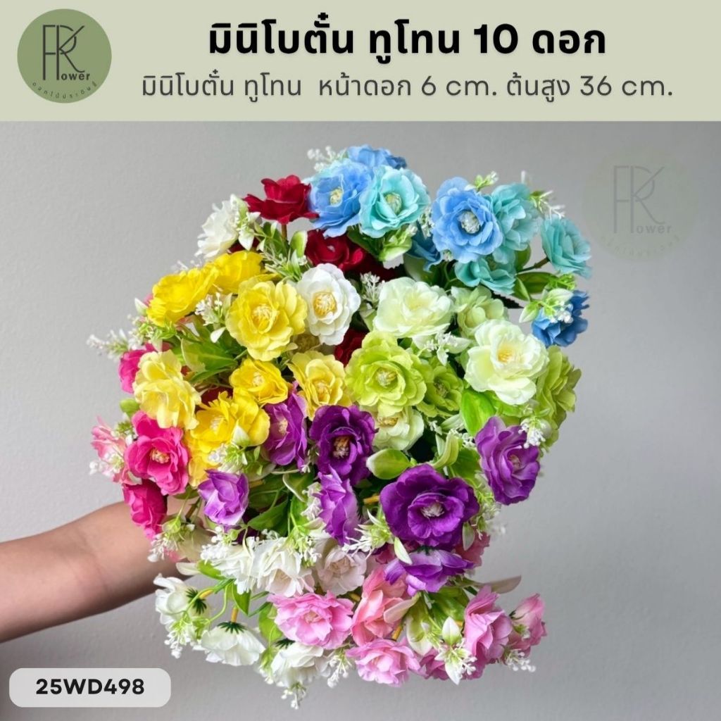 มินิโบตั๋น ทูโทน 10 ดอก หน้าดอก 6 cm. ต้นสูง 36 cm.